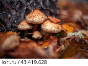 Грибы опята на фоне опавших листьев. Стоковое фото, фотограф Оксана / Фотобанк Лори