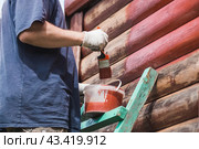 A man works with a brush and applies red paint to a wooden village house. A worker paints wooden planks in close-up. Half of the painted surface. Smearing with a brush. Стоковое фото, фотограф Photojuli / Фотобанк Лори