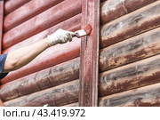 A man works with a brush and applies red paint to a wooden village house. A worker paints wooden planks in close-up. Half of the painted surface. Smearing with a brush. Стоковое фото, фотограф Photojuli / Фотобанк Лори