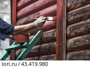A man works with a brush and applies red paint to a wooden village house. A worker paints wooden planks in close-up. Half of the painted surface. Smearing with a brush. Стоковое фото, фотограф Photojuli / Фотобанк Лори