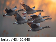 A Flock Of Greylag Geese Flying In Formation At Sunset. Стоковое AI-изображение, AI-художник Сергей Толмачёв / Фотобанк Лори