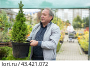 Happy mature male buyer in casual wear holding pot with Cupressus Goldcrest Wilma in outdoor plant market. Стоковое фото, фотограф Татьяна Яцевич / Фотобанк Лори