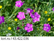 Гвоздика полевая (Silene viscaria) Стоковое фото, фотограф Ирина Яровая / Фотобанк Лори