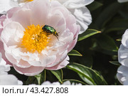 Ordinary Khrushchev or June khrushchev. A beetle from the family Lamellaceae (Melolonthinae). A green June bronze beetle sits in a peony flower. Close-up. Стоковое фото, фотограф Photojuli / Фотобанк Лори