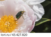 Ordinary Khrushchev or June khrushchev. A beetle from the family Lamellaceae (Melolonthinae). A green June bronze beetle sits in a peony flower. Close-up. Стоковое фото, фотограф Photojuli / Фотобанк Лори