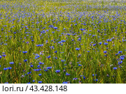 Поле пшеницы с цветами василька (centaurea) в летний день. Стоковое фото, фотограф Наталья Волкова / Фотобанк Лори