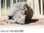 A rhino lays down on the ground. Стоковое фото, фотограф Константин Шишкин / Фотобанк Лори