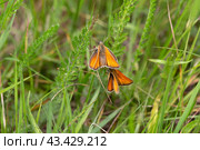 Бабочка толстоголовка лесовик или толстоголовка Фавн (Ochlodes sylvanus) Стоковое фото, фотограф Ирина Яровая / Фотобанк Лори