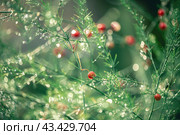 Asparagus plant with red berries in dew drops. natural background, relaxation. Стоковое фото, фотограф Ольга Ильина / Фотобанк Лори