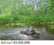 Лось спасается от гнуса в лесной речке. Стоковое фото, фотограф Евгений Ковалев / Фотобанк Лори