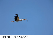 White stork - Ciconia ciconia - white and black bird is flying in the sky. Стоковое фото, фотограф Константин Шишкин / Фотобанк Лори