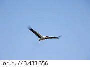 White stork - Ciconia ciconia - white and black bird is flying in the sky. Стоковое фото, фотограф Константин Шишкин / Фотобанк Лори