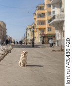 Собака на улице города. Стоковое фото, фотограф Олеся Митрофанова / Фотобанк Лори