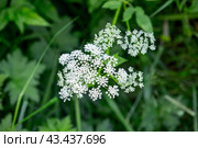 White flowers over green background. Aegopodium podagraria in bloom. Стоковое фото, фотограф EugeneSergeev / Фотобанк Лори
