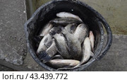 Carp fish catch in bucket. Live fish. Стоковое видео, видеограф Леонид Еремейчук / Фотобанк Лори
