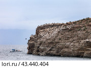 Baikal Lake in summer. Tourists on motor boat approach to Kharantsy Island, where many cormorants have settled. Birds cormorants in their natural habitat. Summer travel in Pribaikalsky Natural Park. Стоковое фото, фотограф Виктория Катьянова / Фотобанк Лори