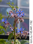 Огуречник лекарственный (Borago officinalis L.) Стоковое фото, фотограф Головкова Елена / Фотобанк Лори