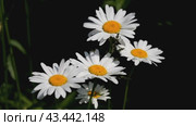 Video of beautiful fresh bright garden daisies on a dark background sway in the wind. Small insects crawl on flowers. Natural floral background. Стоковое видео, видеограф Виктория Катьянова / Фотобанк Лори