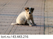 Маленький щенок на улице. Стоковое фото, фотограф Свитич Олег / Фотобанк Лори