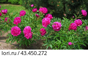 Pink peony growing, blurred leaves background. Gently fresh flower bush. Gardening, landscaping. Plant Nurse Ad. Backdrop for product promote. Flower shop. Green home garden. Landscape design. Path. Стоковое видео, видеограф Марина Демидюк / Фотобанк Лори