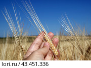 Поля зерновых, урожай. Колос в руке человека. Two-row barley in a human hand. Стоковое фото, фотограф Ekaterina M / Фотобанк Лори