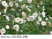 Beautiful sprig of blooming white rosehip. Стоковое фото, фотограф Володина Ольга / Фотобанк Лори