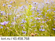 Summer landscape with bright flowering flowers flows in the field. Стоковое фото, фотограф Татьяна Яцевич / Фотобанк Лори