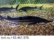 Живая осетровая рыба в аквариуме крупным планом на фоне каменистого грунта./ Live sturgeon fish in an aquarium. Стоковое фото, фотограф Iva Noel / Фотобанк Лори