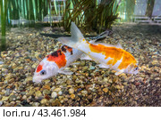 Пара карпов кои разного цвета в аквариуме крупным планом/ Koi carp fishes in an aquarium close-up. Стоковое фото, фотограф Iva Noel / Фотобанк Лори