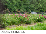 Пионы разных сортов (Paeonia) в Ботаническом саду. Москва (2024 год). Редакционное фото, фотограф Алёшина Оксана / Фотобанк Лори