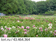 Пионы разных сортов (Paeonia) в Ботаническом саду. Москва (2024 год). Редакционное фото, фотограф Алёшина Оксана / Фотобанк Лори