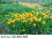 Лилейник жёлтый ранний (Hemerocallis lilioasphodelus) (2024 год). Стоковое фото, фотограф Алёшина Оксана / Фотобанк Лори