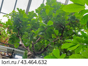 Крона фикуса лировидного (Ficus lyrata), экзотическое дерево в старой фондовой оранжерее Главного ботанического сада им. Н.В. Цицина РАН. Москва (2024 год). Редакционное фото, фотограф Алёшина Оксана / Фотобанк Лори