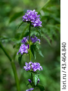 Campanula glomerata L. (семейство Campanulaceae) -Колокольчик скученный,  Колокольчик сборный, Колокольчик скученноцветковый, Приточная трава. Крупный план. Стоковое фото, фотограф Евгений Мухортов / Фотобанк Лори