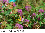 Bumblebee on a clover flower. Стоковое фото, фотограф Andrew_Swarga / Фотобанк Лори