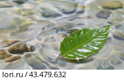 A serene scene of a lovely green leaf gently drifting in still water by lush grassy shores. Стоковое AI-видео, аниматор Юрий Поздников / Фотобанк Лори