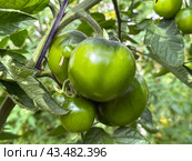 Tomatoes grown in a greenhouse. Стоковое фото, фотограф Irina Opachevsky / Фотобанк Лори