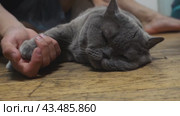 A grey Scottish cat lies on its side and enjoys combing its fur. Стоковое видео, видеограф Ярославский Максим / Фотобанк Лори