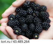 Riped blackberries in the child palms of hands in the summer garden in day time. Handful of berries. Natural background, suitable for poster, postcard, greeting cards, banner. Стоковое фото, фотограф YuryKara / Фотобанк Лори
