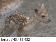 Portrait of cute fallow baby deer standing near mother. The beauty of wild animals. Natural light. Стоковое фото, фотограф YuryKara / Фотобанк Лори
