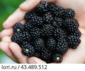 Riped blackberries in the child palms of hands in the summer garden in day time. Handful of berries. Стоковое фото, фотограф YuryKara / Фотобанк Лори