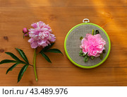 Top view of floral hand embroidery with satin ribbons of pink peony flower in hoops on wooden background. Crafts and embroidery as hobby and leisure. Flat lay, top view, close-up, mock up, copy space. Стоковое фото, фотограф Виктория Катьянова / Фотобанк Лори
