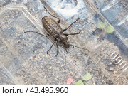 The ground beetle is grainy in the garden. The granular ground beetle (Latin Carabus granulatus) is a species of coleopterous insects from the family of ground beetles. Стоковое фото, фотограф Андрей Жигальцов / Фотобанк Лори