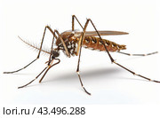Close-Up of a Mosquito Resting on a White Surface. Стоковое AI-изображение, AI-художник Юлия Гапеенко / Фотобанк Лори