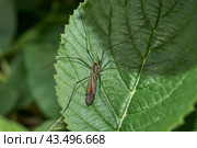 The long-legged mosquito, or caramora (lat. Tipulidae), is a family of two–winged insects from the long-whiskered suborder (Nematocera). Spring. Стоковое фото, фотограф Андрей Жигальцов / Фотобанк Лори