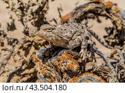 Затаившаяся  ящерица такырная круглоголовка. Стоковое фото, фотограф Виктор Славгородский / Фотобанк Лори