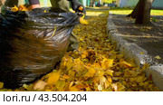 Janitor removes autumn leaves into a bag. Seasonal work in the yard. Стоковое видео, видеограф Дмитрий Кобзев / Фотобанк Лори