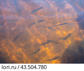 Flock of rudd in the lake. Стоковое фото, фотограф Argument / Фотобанк Лори