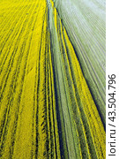 Field sown with yellow rape. View from above. Стоковое фото, фотограф Евгений Ткачёв / Фотобанк Лори