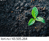 Growing out of fertile soil with space to copy text or graphics, symbolizing opportunity and development. Стоковое AI-изображение, AI-художник Ярославский Максим / Фотобанк Лори